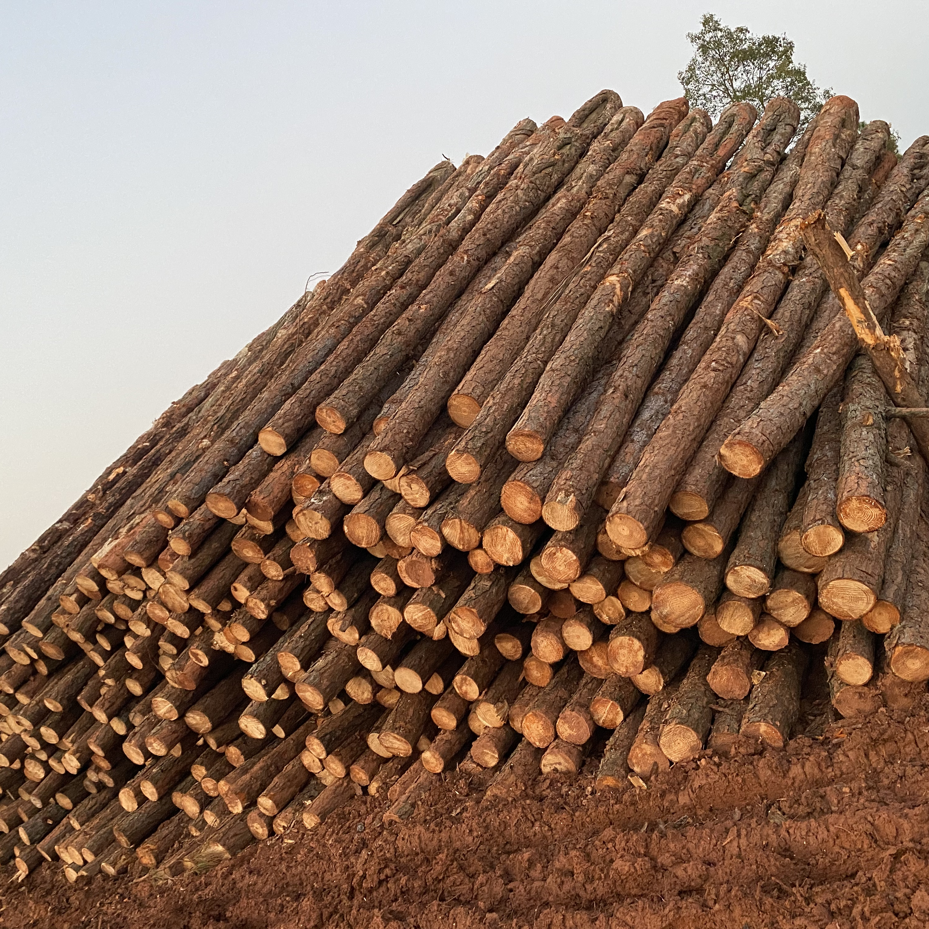 松木樁廠家泓樺錦嘉-松木樁施工后出現(xiàn)松動怎么加固？