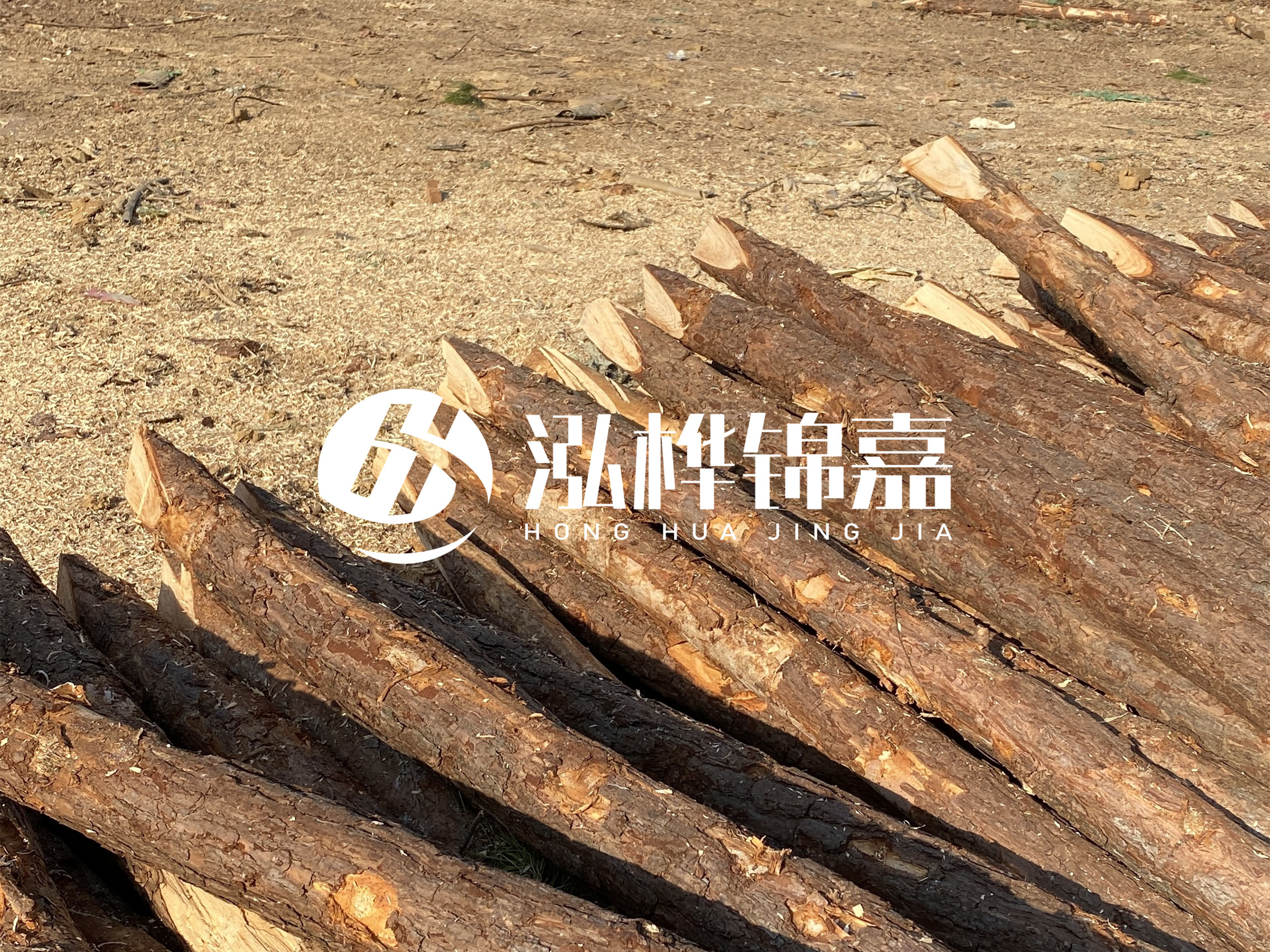 松木樁施工隊泓樺錦嘉 - 落葉松的直徑能達(dá)到20cm嗎？