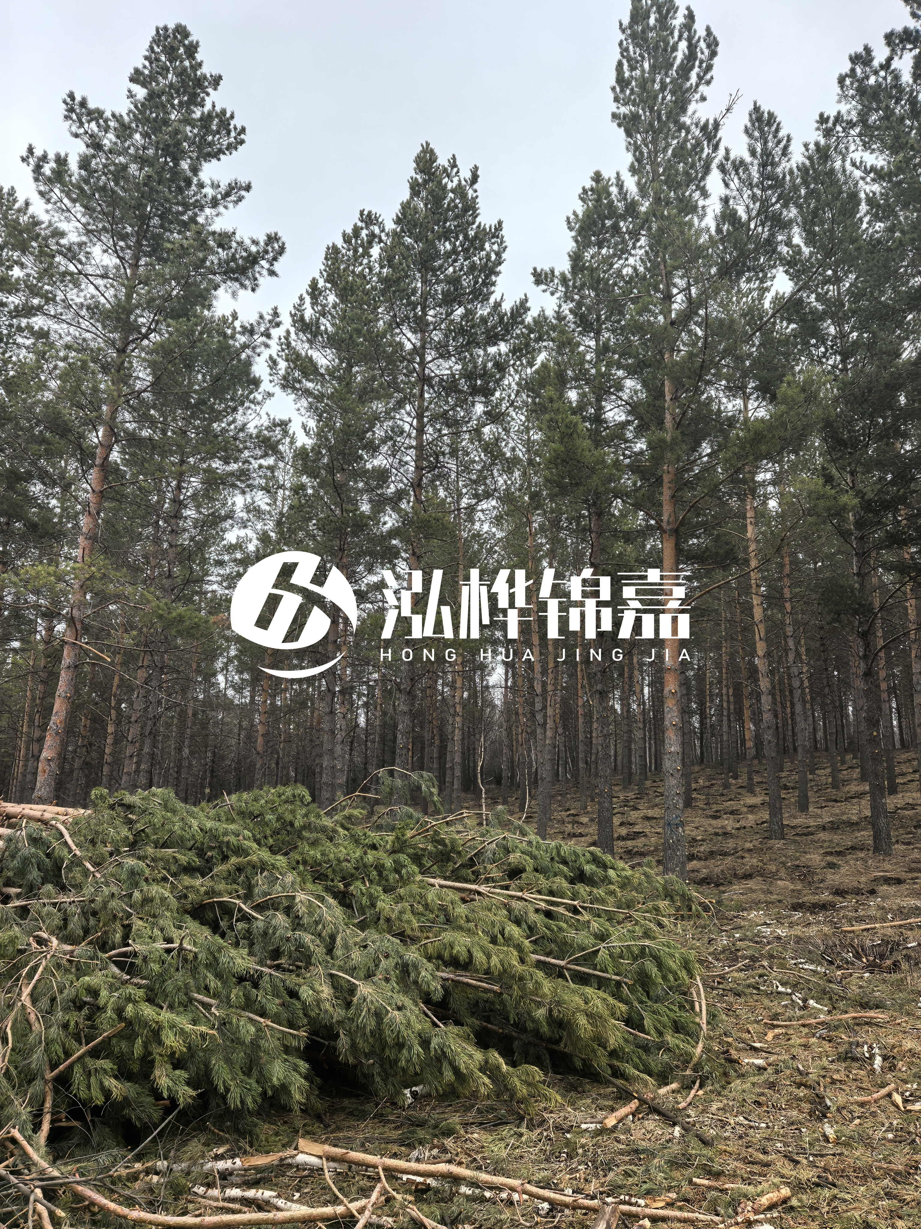 松木樁施工隊(duì)泓樺錦嘉 - 河道打樁木能在水里使用多少年？